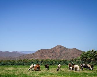 Green Olive Guesthouse - Robertson - Outdoors view