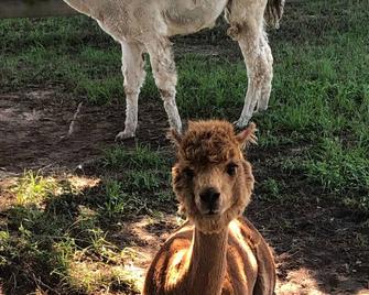 Gander's Down 1 Bedroom Ranch Amazing Cottage - Flatonia