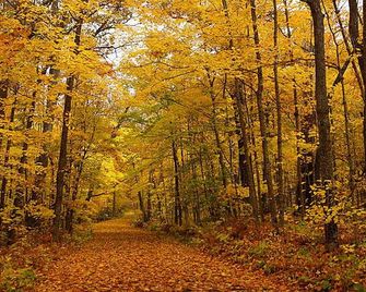 Wake to views of Leech Lake - Walker - Outdoors view