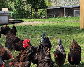 Ferienhaus Naturpur Chorin - Chorin