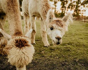 Hacienda de las Rosas Animal Sanctuary and Farm Experience - Lemon Cove