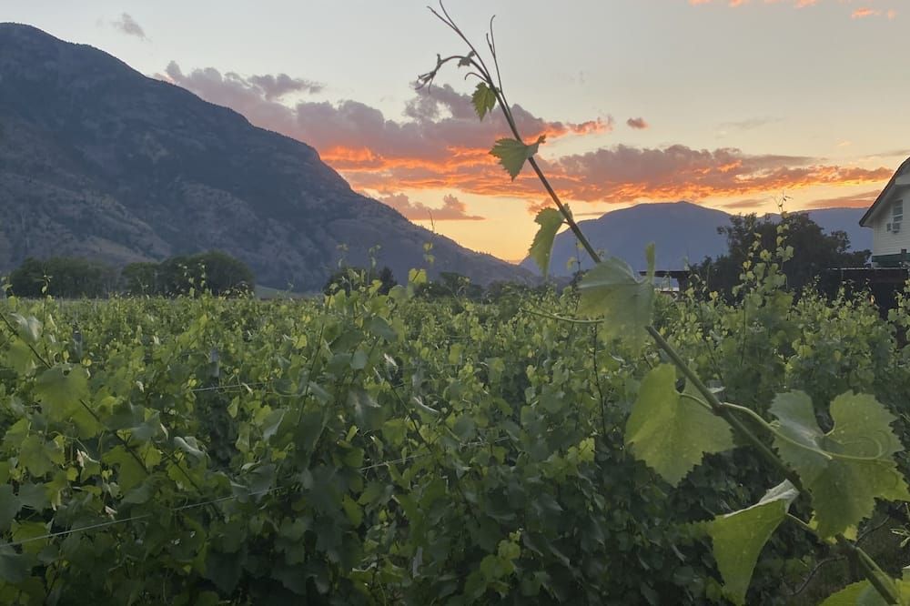Crowsnest Vineyards Guesthouse - Cawston - Vista del exterior