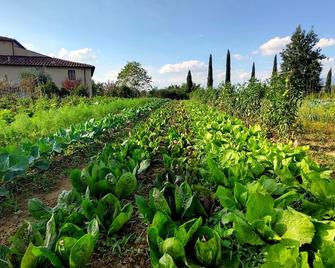 Il Pino Bioagricoltura - Terranuova Bracciolini