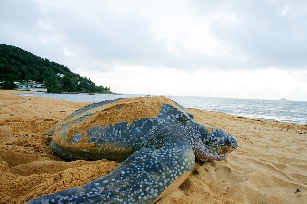 Appartement Cayenne Chic Design Élégant en Bois Tropical - קיין - חוף