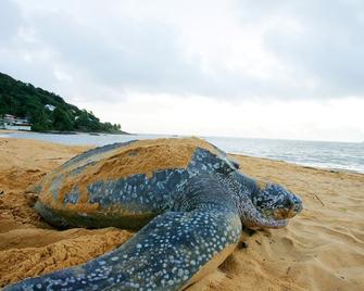 Appartement Cayenne Chic Design Élégant en Bois Tropical - Cayenne - Beach