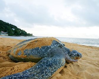 أبارتمنت كاييني تشيك ديزاين إليجانت - كايين - شاطئ