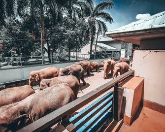 Hotel Elephant Park - Pinnawala