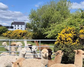 The Alpaca Farmhouse with hot tub and alpaca experience included - Dromore - Balcón