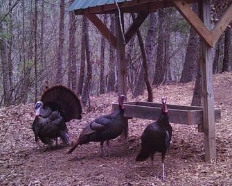 Private log cabin on 3.5 acres - Fletcher