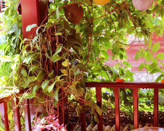 Apple Guesthouse - Luang Prabang - Building