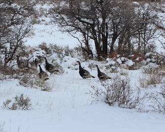 Beautiful Mountain Get Away! - Montrose - Building