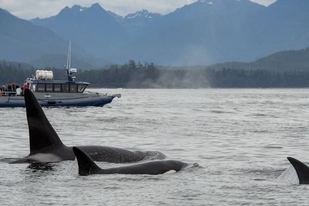 Tofino Resort and Marina - Tofino