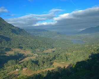 Oak Ray Tea Bush - Nuwara Eliya