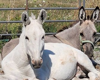 Serenity Lane Farm Stay: a trailer next to a barn full of farm animals - Norwood