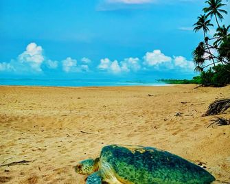 Turtle Paradise - Tangalla - Playa