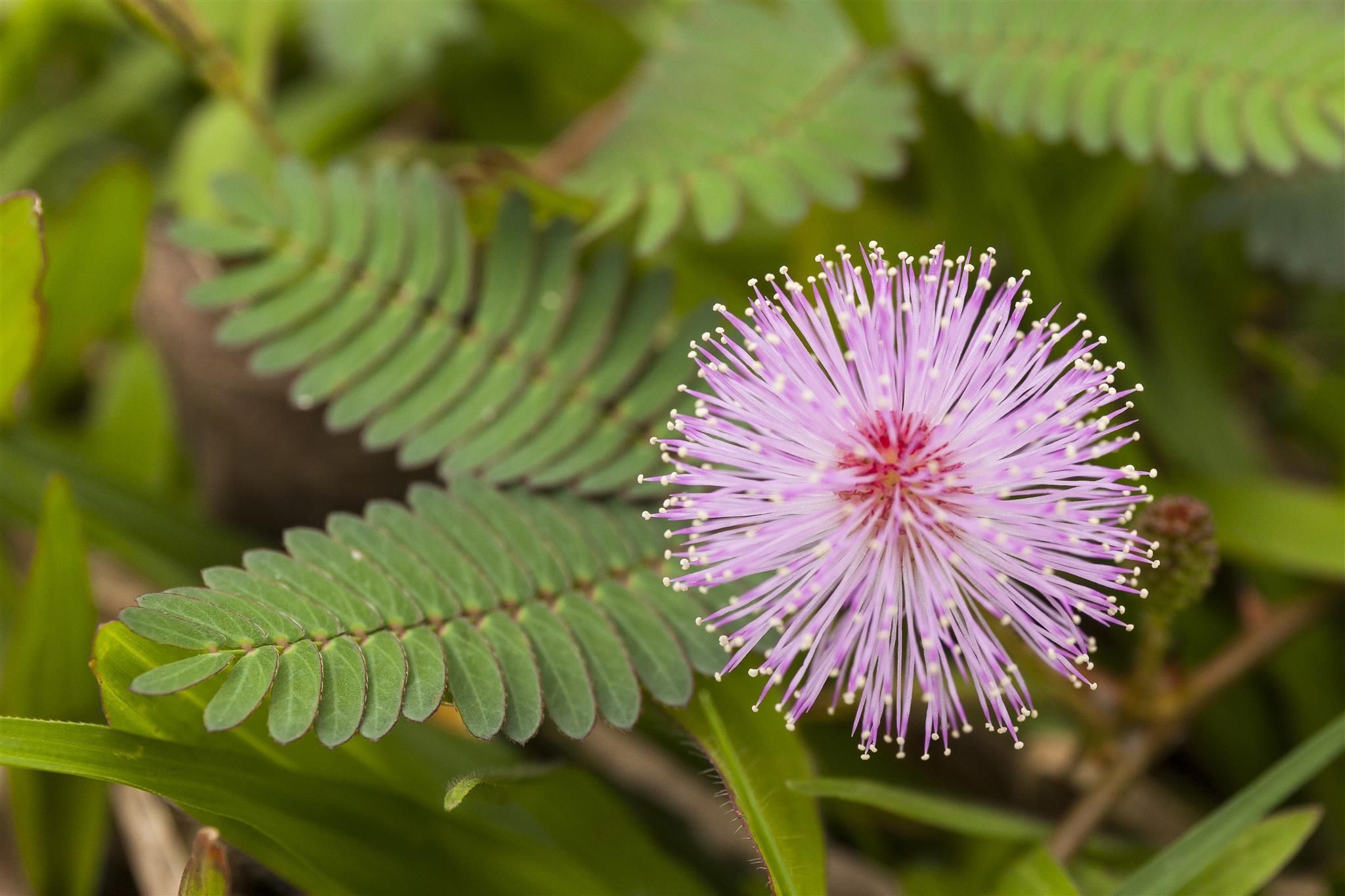Bandung Permai Hotel