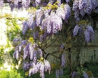Villa Osmanthus - Vicenza
