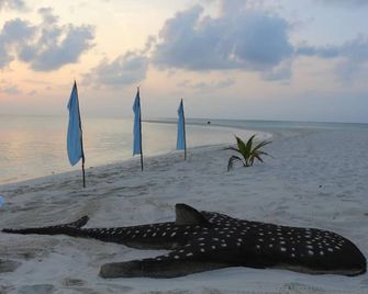 Scuba Inn - Omadhoo - Beach