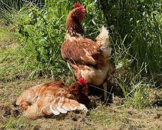 Shepherdshut-Hot Tub-Cotswolds-Petfriendly - Brackley
