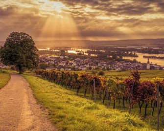 Weinhotel des Riesling Zum Grünen Kranz - Rudesheim am Rhein - Buiten zicht