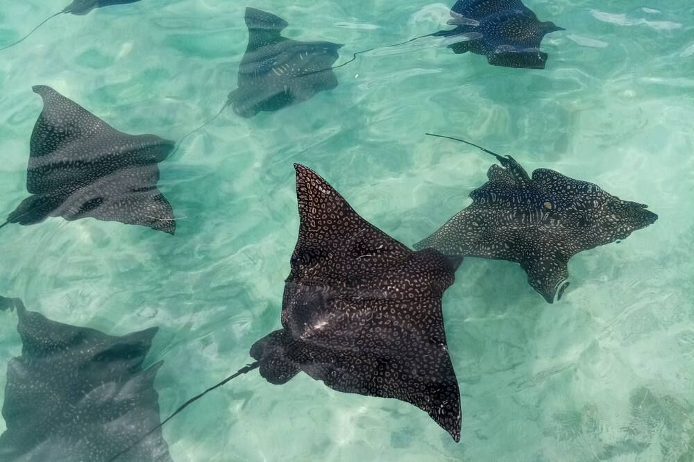 Moorea Island Beach Hotel - Temae