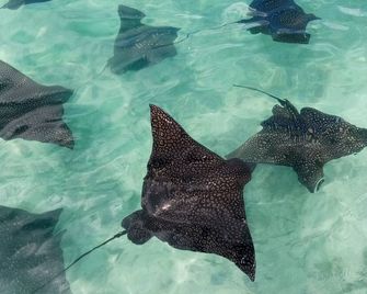 Moorea Island Beach Hotel - Temae