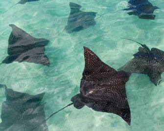 Moorea Island Beach Hotel - Temae