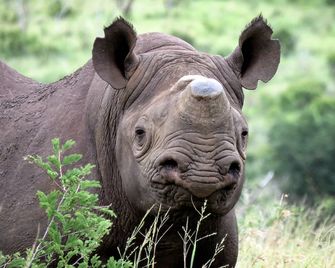 Mavela Game Lodge - Mkuze