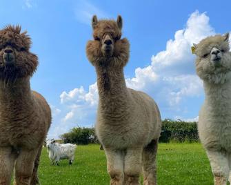 Luxury Farm Country Retreat - Chippenham