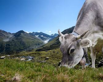 Very Rustic Alpine - Madesimo