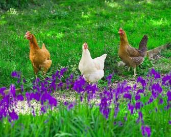 Little Apple Barn Hamptons Farmhouse, Child Friendly Holidays - Tonbridge