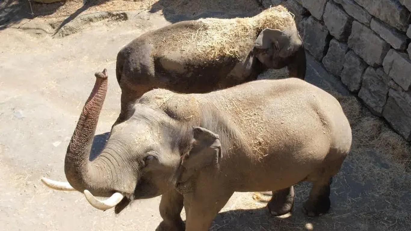 Hotel Selwo Lodge - Animal Park Tickets Included
