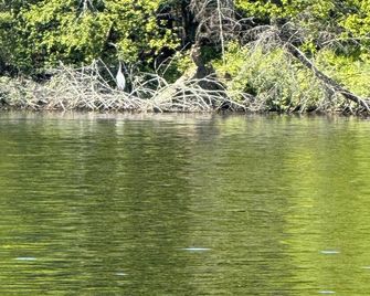 Wisconsin River Getaway. Large yard and shoreline. Pet friendly. - Merrill