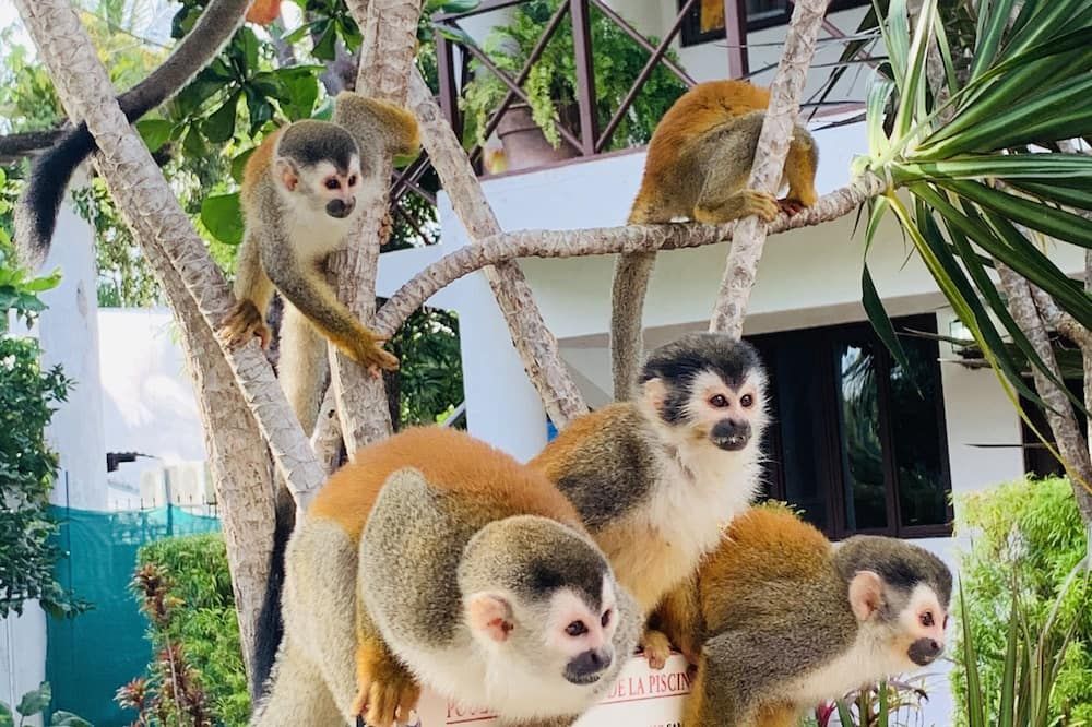 Condiminium Villas Mymosa - Quepos