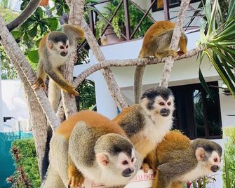 Condiminium Villas Mymosa - Quepos