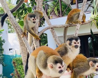 Condiminium Villas Mymosa - Quepos