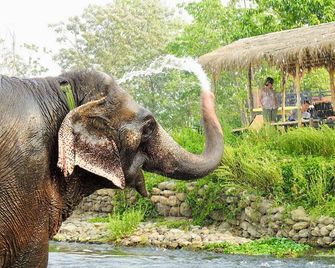 Sapana Village Lodge - Sauraha