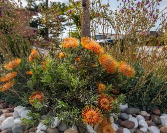 #D Ocean Beach Organic Studio - Los Angeles - Outdoors view