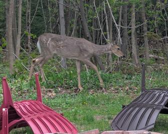 UP Adventure Basecamp with hot tub close to the Porcupine Mountains. - Ontonagon - Patio