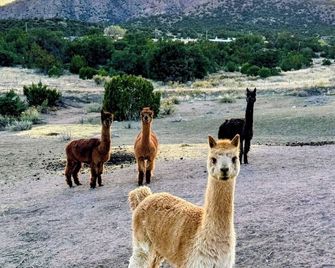 Mountain Farm Stay, Alpacas and Views, Royal Gorge 15min - Cañon City