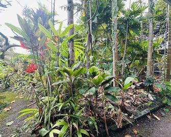Private house studio with jungle feel but with the convenience of Hilo town. - Hilo - Outdoor view