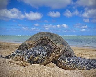 Turtles, Swim Beachfront Ocean view, New bigger AC. Wash-dryer in unit, parking - Hauula - Beach