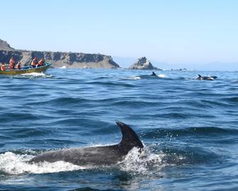 Aji Verde Hostel - La Serena