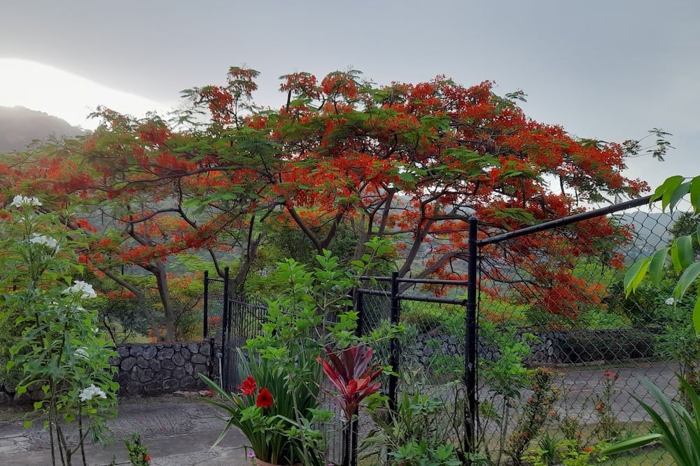 Neita's Nest - Kingston - Outdoor view