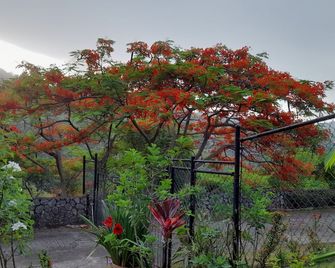 Neita's Nest - Kingston - Exterior