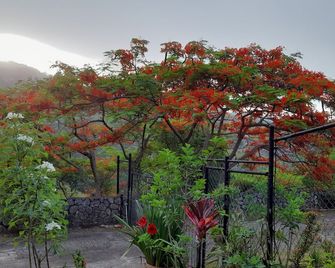 Neita's Nest - Kingston - Outdoor view