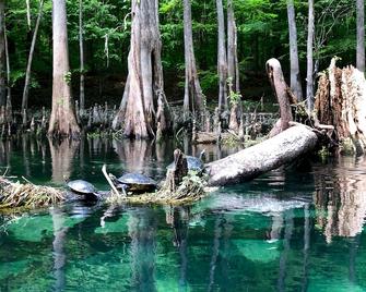 Ichetucknee Springs/Ginnie Springs/Santa Fe River at the Hideaway Cottage - Branford - Piscina