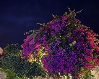 Grandma's Garden - Dalyan (Mugla) - Outdoor view