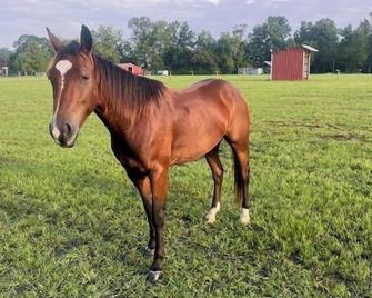 Just Horsin' Around RV site @ Laurel Oaks Estate - Conway