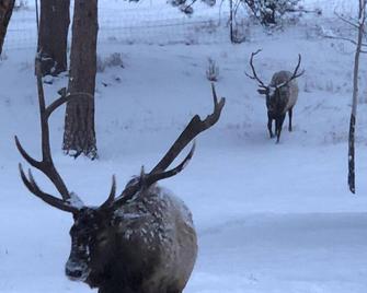 Charming Updated Rustic Studio. Excellent Location Close To Town & Rmnp! - Estes Park
